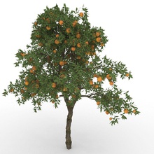 orange tree citrus sinensis 3dsmax architecture bastardo3d corona hd mentalray model obj plant vray 3d print model - Mito3D