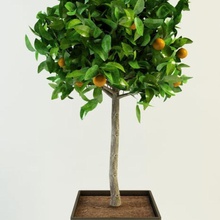 portakal ağacı narenciye 3d tasarım çiçek orman meyve bahçe çim yeşil iç manzara lanfir111 yaprak model doğa turuncu otopark bitki pot kök küçük ağaç tropic gövde V-ray'in 3d print model - Mito3D