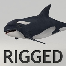 orca hileli hayvan iki ayaklı Yunus balık grampus katil kvakling daha düşük memeli deniz model okyanus poly rig balina 3d print model - Mito3D
