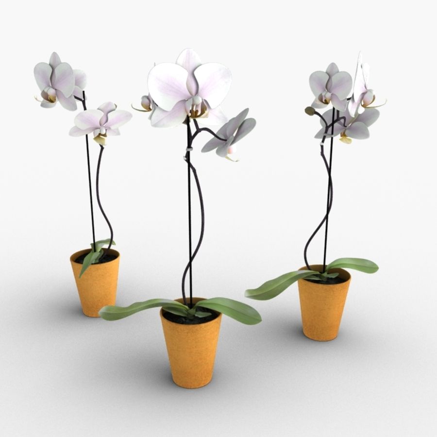 orchid 3d 3ds aeche amabilis arrangement bud fbx flower garden greenworks leaf max model obj phalaenopsis plant pot scanline vray white 3D print model - Mito3D