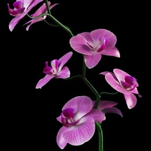 orquídea flores buquê de cor flor mobiliário jardim o verde no interior paisagem lanfir111 a folha modelo orchidaceae pétala planta pote realista vermelho subiu primavera tabela mesa tulip vaso 3d print model - Mito3D