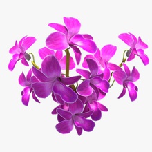 orchid flowers bloom bushes firelight studio flower growing hanging ivy leaf model pink plant pretty red seed shrubs vine 3d print model - Mito3D