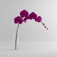 orchid moth glass vase decor decoration fixcode84 flower furniture house model pink plant pottery purple small tree white yellow 3d print model - Mito3D