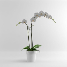 orchidea falena bianca la decorazione fixcode84 fiore mobili casa modello orchid pianta ceramica piccola albero il vaso bianco 3d print model - Mito3D