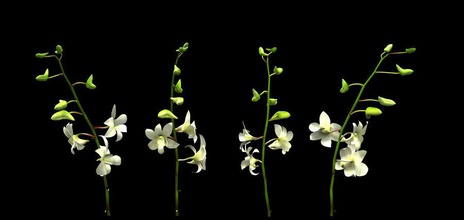 orchidée blanche de la fleur matiuss modèle l'usine petite blanc 3d print model - Mito3D