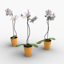 orchid 3d 3ds aeche amabilis arrangiamento bud fbx fiore giardino greenworks foglia max modello obj phalaenopsis la pianta pot scanline vray bianco 3d print model - Mito3D
