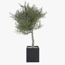 süs zeytin ağacı 02 şube dekoratif europaea bahçe growfx yaprak model doğa budha bar olivea olivetree organik bitki küçük ağaç gövde örtüsü vincentlion vinz3d V-ray'in 3d print model - Mito3D