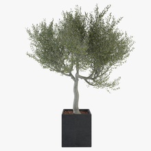 süs zeytin ağacı şube dekoratif bahçe growfx yaprak model doğa budha bar olivea olivetree organik bitki ağaç gövde örtüsü vincentlion vinz3d V-ray'in 3d print model - Mito3D