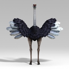 ostrich textures 3dbleader africa animal big bird camelus countrified fast feather flightless large model native one run struthio texture walking zoo 3d print model - Mito3D