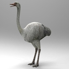 ostrich 3d wanderer african agriculture animal beast bird cheetah3d countrified eagle household model quality realistic zoo 3d print model - Mito3D