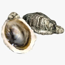 oyster 3d 3d-molier 3ds Tier aqua Atlantik Fisch Essen frisch max Fleisch Modell Ozean pacific pearl realistisch sind Meer Meeresfrüchte Unterwasser vray 3d print model - Mito3D