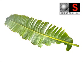 palm leaf 3d 3ds Vermögenswerte Farn Essen Wald frisch Spiel Garten grün Dschungel Blatt leaft Modell Haufen pflanze überzogen bereit realistisch sind Salat sativa scan klein Gemüse veggie vray 3d print model - Mito3D