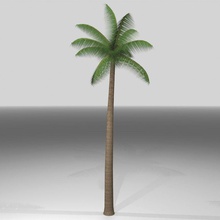 palm tree Strand Kalifornien florida hawaii Modell phantomliving pflanze Baum tropical 3d print model - Mito3D
