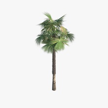 palm tree beach coco desert flora model plant rainforest subtropic succulent tropical vegetation viktorvzlm 3d print model - Mito3D