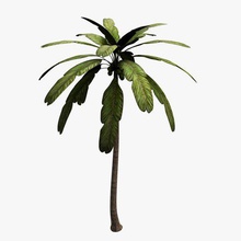 palm tree v1 plants wildlife printable lowpoly 3d print model - Mito3D