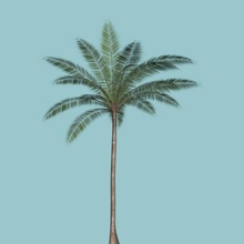 palma fecha frap de la mano planta sanremo árbol tropical 3d print model - Mito3D