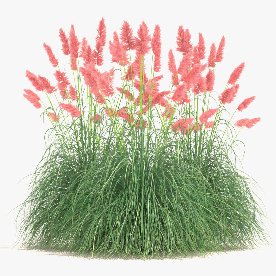 pampas grass set 3dhedgehog cortaderia design exterior feather garden green landscape lilac model ornamental parking pink plant purple red selloana small violet white yellow 3D print model - Mito3D