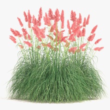 pampas grass set 3dhedgehog cortaderia design exterior feather garden green landscape lilac model ornamental parking pink plant purple red selloana small violet white yellow 3d print model - Mito3D