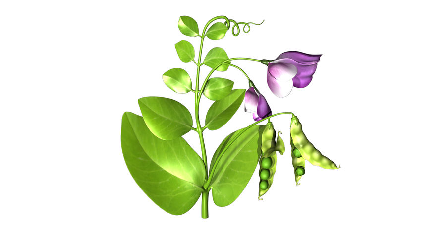 planta del guisante activepoly azul la flora de flor alimentos fresco verde saludable aislar lathyrus hoja modelo natural naturaleza orgánica pea pod dulce los vegetales blanco 3D print model - Mito3D