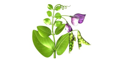 pois de la plante activepoly bleu flore fleur les aliments frais vert en bonne santé isoler lathyrus feuille modèle naturel nature organique l'usine pod doux légumes blanc 3d print model - Mito3D