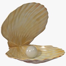 pearl shell 3d molier animal architecture clamshell creatrure elements model sea sealife vray 3d print model - Mito3D