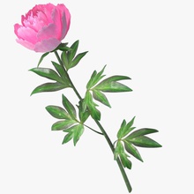 pivoine rose 3d 3ds le bouquet de la fleur jardin feuille max modèle nardid peonys pétale l'usine rouge vray 3d print model - Mito3D