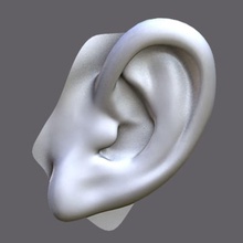 perfeito ouvido anatomia linda de verdade beleza o corpo personagem deviantart orelha feminino garota a cabeça humanos lábio homem modelo nariz partes muito realista sexy mulher 3d print model - Mito3D