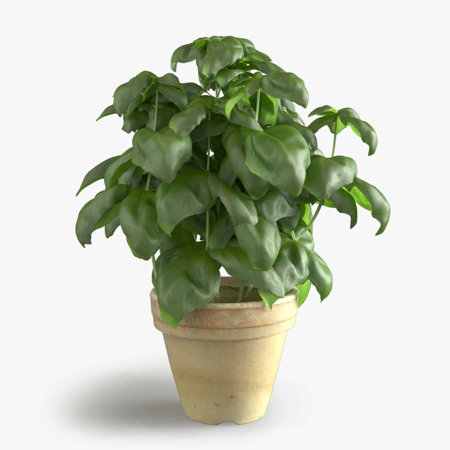 photorealistic basil pot aromatic bbb3viz cooked earth garden green herb italian kitchen leaf model perfume plant scent season small southern spice stem vegetation 3D print model - Mito3D