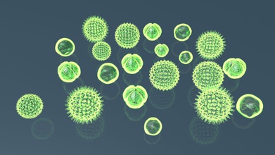le phytoplancton activepoly algue cellule desmid desmidiacea la division flore les aliments vert vie macro de modèle nature protozoaires rese l'école science mer faune zooplancton 3d print model - Mito3D