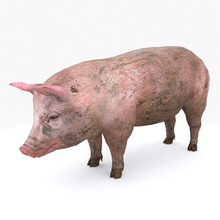 cochon de type 01 b 3ds animal les créatures fbx jeu porcs hunt hunter bas mammifères max modèle obj pardrag le poly imprimable imprime sow sauvage 3d print model - Mito3D