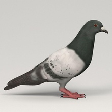 pigeon 3d 3ds animal barbed bescec bird city columba common culver domestica dove fly life livia max model parking post postal stock stockdove town urban wing 3d print model - Mito3D