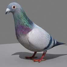 pigeon animal bird city fly heaven landmark postal sky urban yoji3d 3d print model - Mito3D