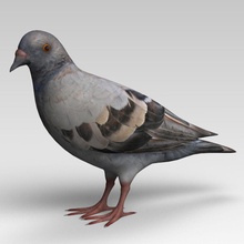 pigeon 3d wanderer animal bird cheetah3d city dove falcon model quality realistic 3d print model - Mito3D