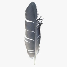 pigeon feather 3d 3dror 3ds animal bird default fbx featherbird fly max model obj realistic scanline texture unwrapped vray wing 3d print model - Mito3D