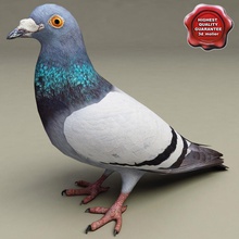 le pigeon 3d molier 3ds animal d'oiseaux ville colombe mouche point de repère max modèle la paix postal ciel urbain vray l'aile 3d print model - Mito3D