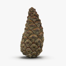 pine cone closed 3dsam79 architecture christmas conifer decoration elements fir flora holiday model nature ornament pinecone plant scan season spruce tree vray winter xmas 3d print model - Mito3D
