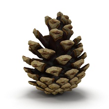 pine cone open 3dsam79 architecture christmas conifer decoration elements fir flora holiday model nature ornament pinecone plant scan season spruce tree vray winter xmas 3d print model - Mito3D