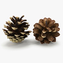 pine cone 3dsam79 architecture elements fir ground litter model plant scan seed tree vray 3d print model - Mito3D
