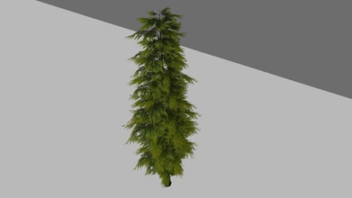 albero di pino corteccia botanico conifere ambienti flora la foresta paesaggio modello aghi ozdemiroguzhan0 pianta realistici vegetazione legno 3d print model - Mito3D