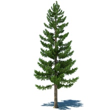 Kiefer die Büsche Weihnachten evergreen Blume Wald gras Landschaft Modell Natur pinetree pflanze ryrod88 Baum vegetation vine 3d print model - Mito3D