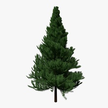 árbol de pino abramsdesign navidad coníferas fir el follaje bosque verde paisaje modelo la naturaleza aparcamiento planta 3d print model - Mito3D