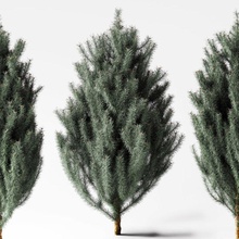 Kiefer die Büsche evergreen Blume Wald gras Landschaft magic oss Modell pinetree pflanze klein Baum vegetation vine 3d print model - Mito3D