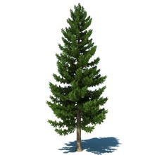 Kiefer b die Büsche Weihnachten evergreen Blume Wald gras Landschaft Modell Natur pinetree pflanze ryrod88 Baum vegetation vine 3d print model - Mito3D