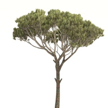 arbre de pin 3d 3dsmax amerz les environnements la forêt jardin paysage méditerranée modèle nature parasol le pinus l'usine réaliste pierre d'arbre en 3d print model - Mito3D