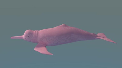 pink river dolphin boto amazon animal model robertolocatelli 3d print model - Mito3D