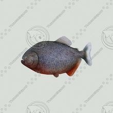 piranha animal fish food model zenvn 3d print model - Mito3D