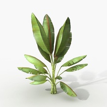 plant banana palm desert hd ready lower model poly tree 3d print model - Mito3D