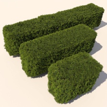 Anlage Zeder Hecke die Büsche cedar Zaun grün Hecken ladscaping Rasen Modell pflanze Sträucher trueview3d 3d print model - Mito3D