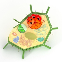 cellule végétale 3dformat l'anatomie animal de la biologie corps chromosome endoplasma gogli l'homme microbe micros les mitochondries modèle nervus neurone le noyau l'usine plasma science petite système 3d print model - Mito3D