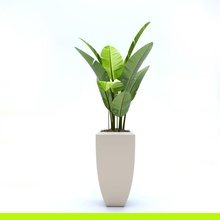 pianta di ficus alocasia bana la banana fiore erba casa indoor modello modernica monstera palma pot robusta romeomozol piccola albero 3d print model - Mito3D
